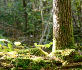DSC_2285_DxO